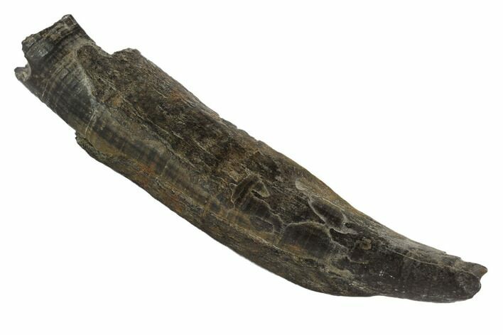 Fossil Pygmy Sperm Whale (Kogiopsis) Tooth #90430